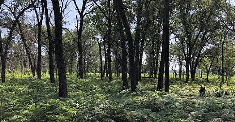 Ferns and Woodland