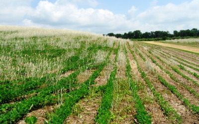 agricultural conservation practice of No-till