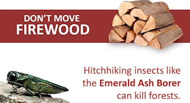 A sign with the message "Don't move firewood - hitchhiking insects like the Emerald Ash Borer can kill forests"