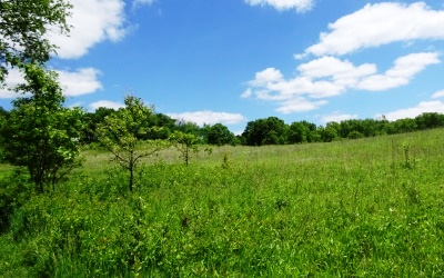 tree on edge of meadow with blue sky and white clouds