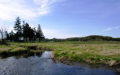 river with wetlands and pine trees