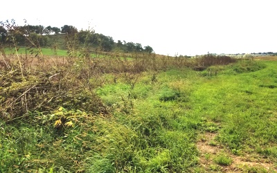 Pheasant Branch Conservancy Field View