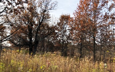 Vegetation at Prairie Moraine County Park