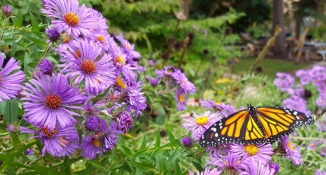 New England Aster (purple) in flower with monarch (orange and black butterfly) 