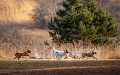 Three dogs running at Prairie Moraine County Park